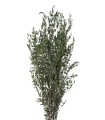 VERDISSIMO-PARVIFOLIA VERT 40/80