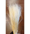 SEC STIPA PENNATA les 100gr